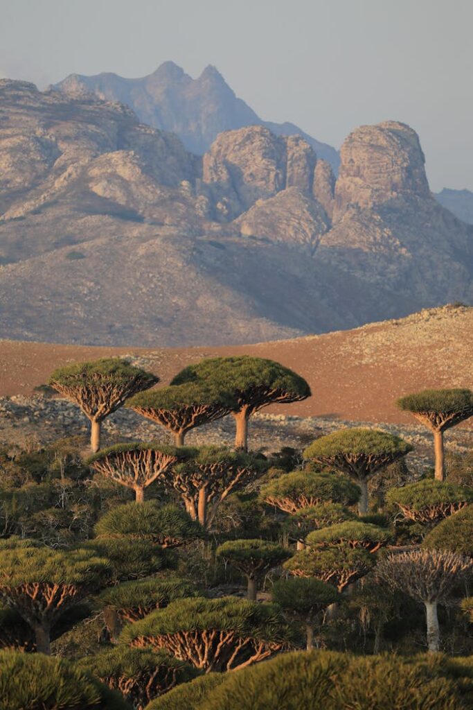 Landscape of Dracaena Dragon Trees and Mountains in the Background 